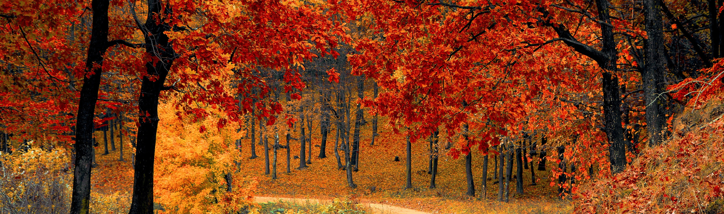 Row of autumn trees with leaves falling