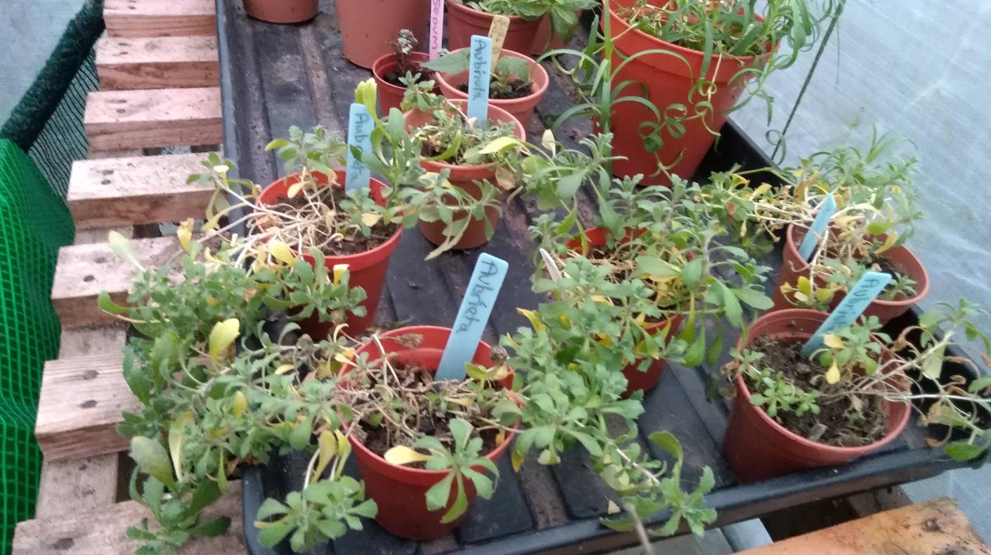 last years cuttings as an example