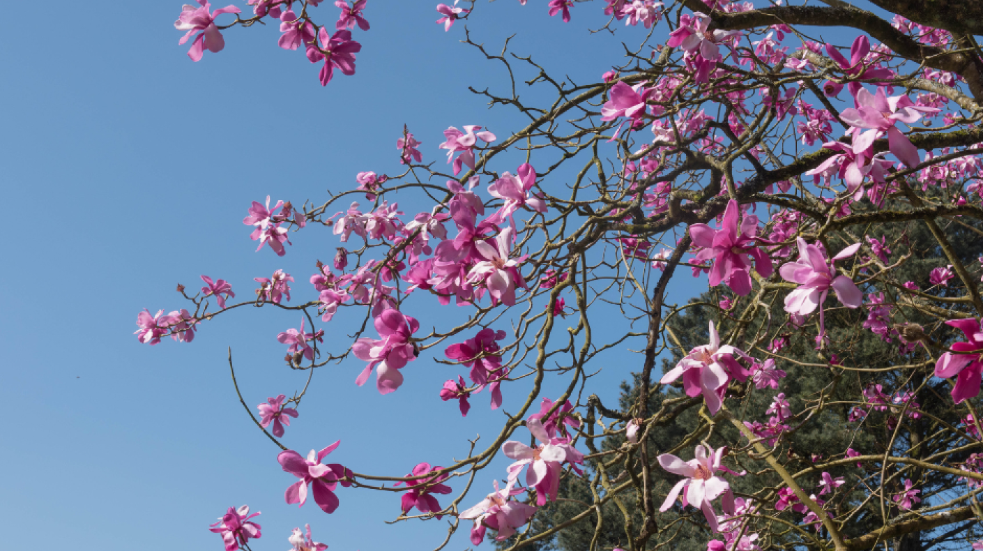 Cherry blossom