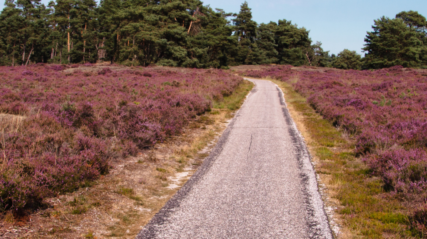 Row of moorland against a road