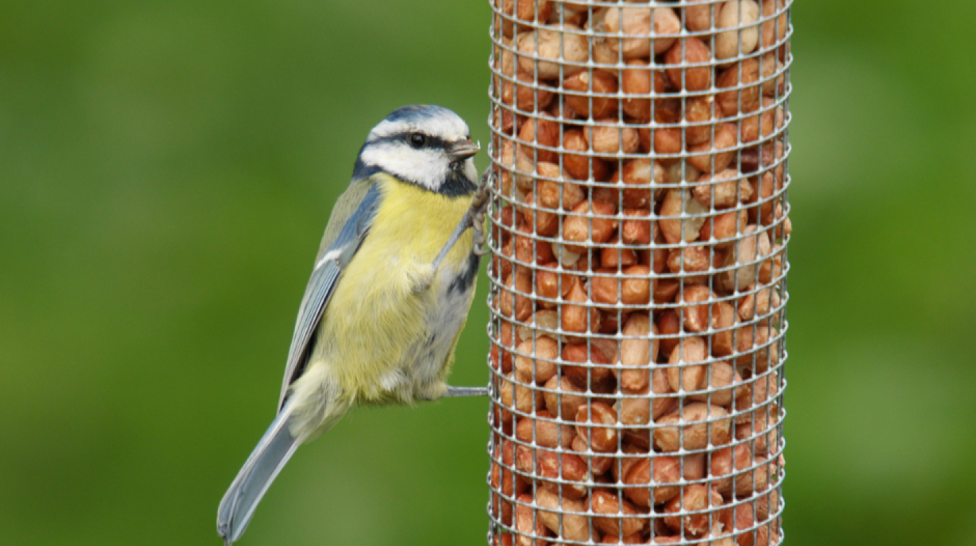 Blue tit at bird feeder filled with peanuts