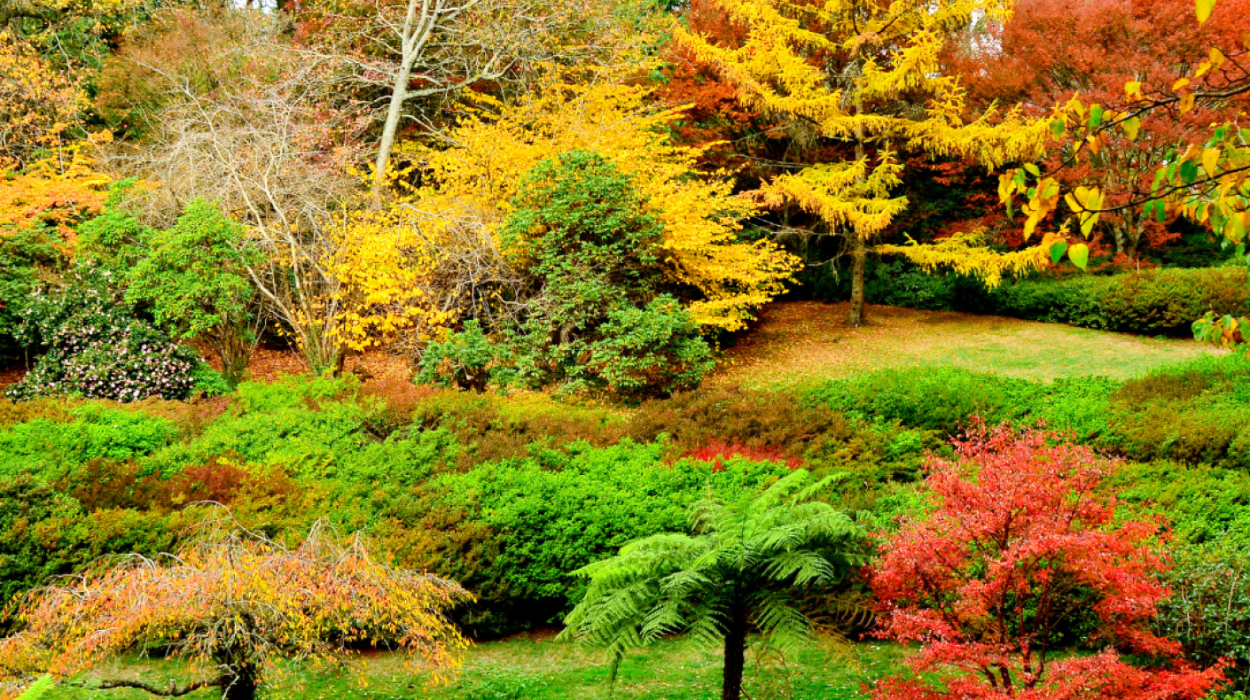 Colourful trees in autumn
