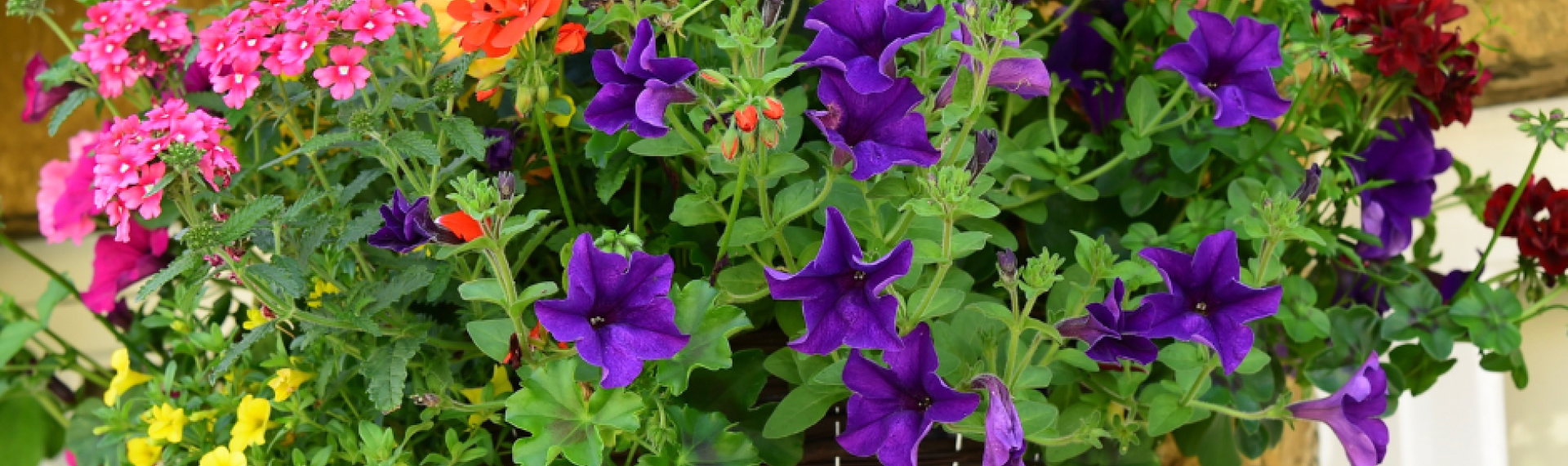 A hanging basket full of flowers