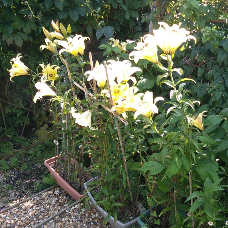 yellow lilies in pots